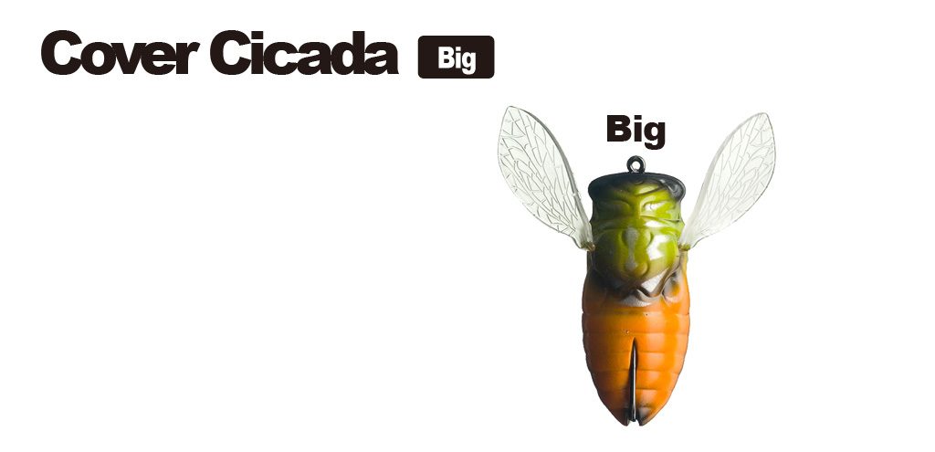 New Cover Cicada Big